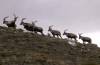 cabras-gredos.jpg
